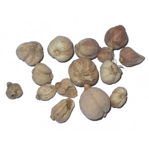 BAI DOU KOU - Round Cardamon Seed