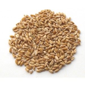FU XIAO MAI - Shrivelled Wheat - Light Wheat
