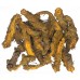 HUANG LIAN - Coptis Root - Golden Thread
