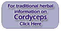 Cordyceps - Cordyceps sinensis
