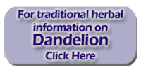 Dandelion - Taraxacum officinale