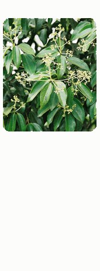 Cloves Herbal Infomation