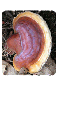 Reishi Mushroom - Ganoderma lucidum Herbal Information